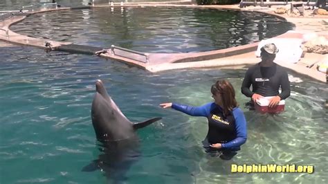 swim with dolphins marco island.